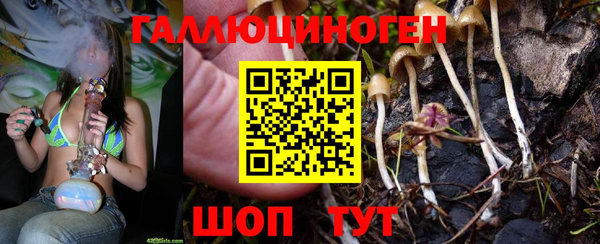 Псилоцибиновые грибы Cubensis Славгород