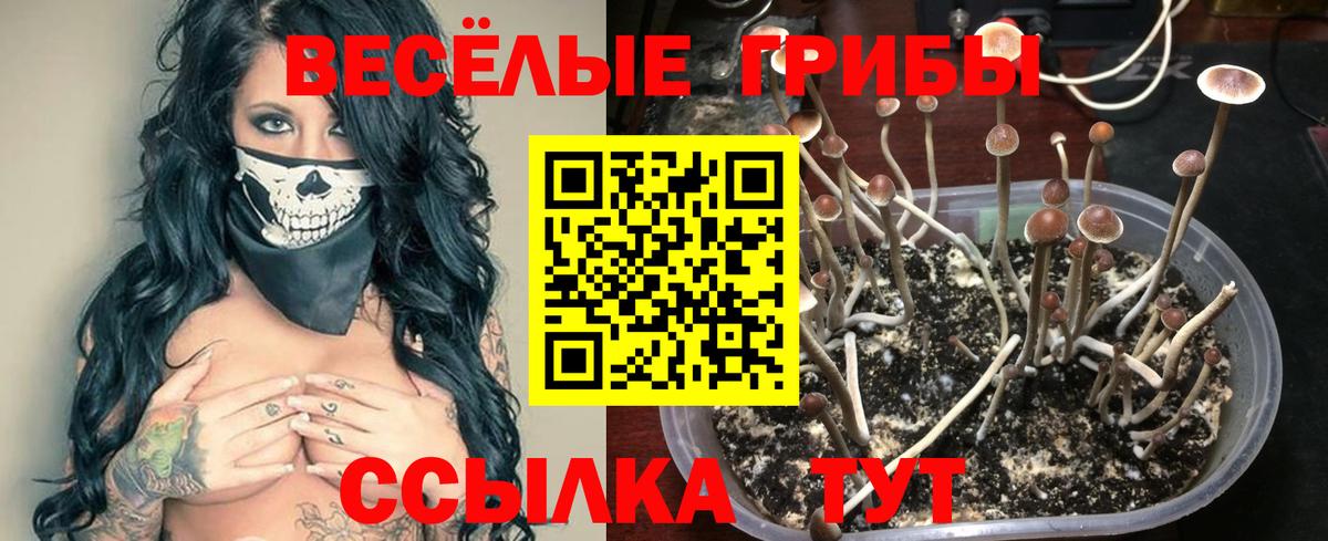 Псилоцибиновые грибы GOLDEN TEACHER  Вход с VPN  Галлюциногенные грибы GOLDEN TEACHER  Славгород 
